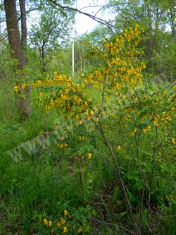 Карагана уссурийская — Caragana ussuriensis (Regel) Pojark.