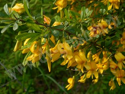 Карагана уссурийская — Caragana ussuriensis (Regel) Pojark.