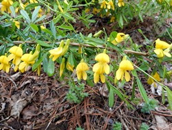 Карагана уссурийская — Caragana ussuriensis (Regel) Pojark.