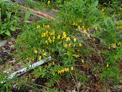 Карагана уссурийская — Caragana ussuriensis (Regel) Pojark.