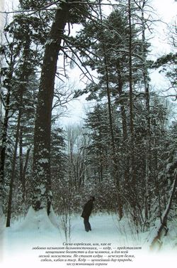 Сосна кедровая корейская, «кедр» корейский (Pinus koraiensis Siebold et Zucc.)