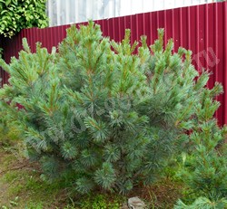 Сосна стланиковая (кедровый стланик) – Pinus pumila (Pall.) Rgl.