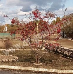 Осенняя окраска клена гиннала (приречного)
