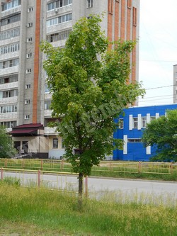 Клен мелколистный, клен моно – Acer mono Maxim.