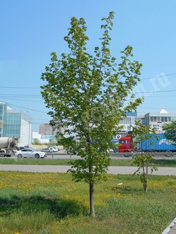 Клен мелколистный, клен моно