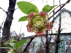 Кодонопсис ланцетный - Codonopsis lanceolata (Siebold et Zucc.) Benth. et Hook.