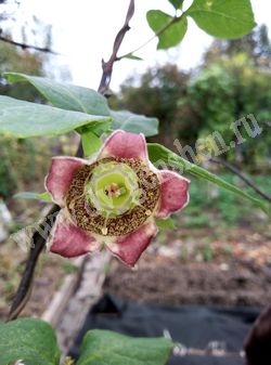 Кодонопсис ланцетный – Codonopsis lanceolata (Siebold et Zucc.) Benth. et Hook.