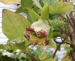 Кодонопсис ланцетный - Codonopsis lanceolata (Siebold et Zucc.) Benth. et Hook.