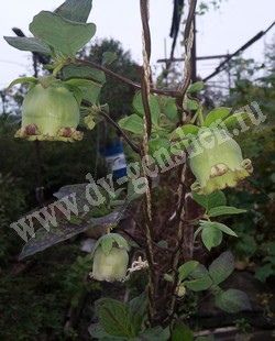 Кодонопсис ланцетный - Codonopsis lanceolata (Siebold et Zucc.) Benth. et Hook.