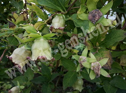 Кодонопсис ланцетный - Codonopsis lanceolata (Siebold et Zucc.) Benth. et Hook.