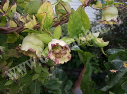 Кодонопсис ланцетный - Codonopsis lanceolata (Siebold et Zucc.) Benth. et Hook.