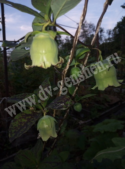 Кодонопсис ланцетный - Codonopsis lanceolata (Siebold et Zucc.) Benth. et Hook.