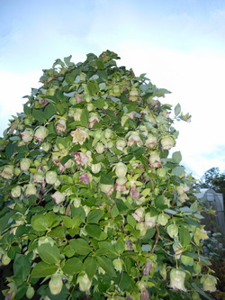 Кодонопсис ланцетный – Codonopsis lanceolata (Siebold et Zucc.) Benth. et Hook.