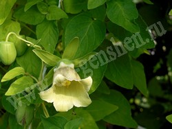 Кодонопсис мелковолосистый – Codonopsis pilosula (Franch.) Nannf.