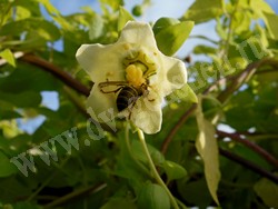 Кодонопсис мелковолосистый – Codonopsis pilosula (Franch.) Nannf.