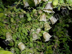 Кодонопсис мелковолосистый – Codonopsis pilosula (Franch.) Nannf.