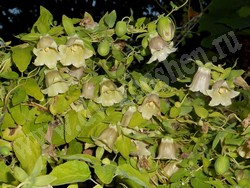 Кодонопсис мелковолосистый – Codonopsis pilosula (Franch.) Nannf.