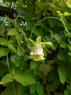 Кодонопсис мелковолосистый – Codonopsis pilosula (Franch.) Nannf.