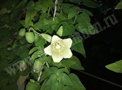 Кодонопсис мелковолосистый – Codonopsis pilosula (Franch.) Nannf.