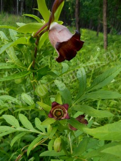 Кодонопсис уссурийский (колокольник уссурийский) – Codonopsis ussuriensis (Rupr. & Maxim.) Hemsl.