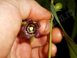 Кодонопсис уссурийский (колокольник уссурийский) – Codonopsis ussuriensis (Rupr. & Maxim.) Hemsl.