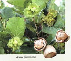 Лещина разнолистная (Corylus heterophylla Fisch. ex Trautv.)