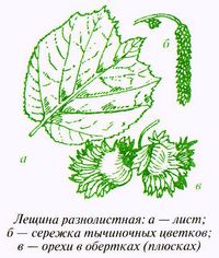 Лещина разнолистная (Corylus heterophylla Fisch. ex Trautv.)