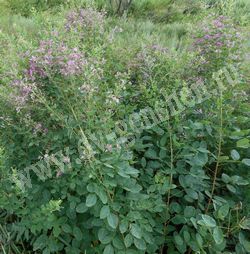 Леспедеца двуцветная — Lespedeza bicolor turcz.