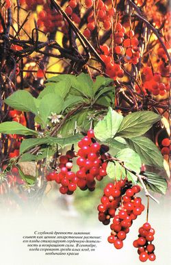 Лимонник китайский (Schisandra chinensis (Turcz.) Baill.)