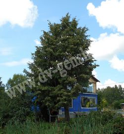 Липа амурская – Tilia amurensis Rupr.