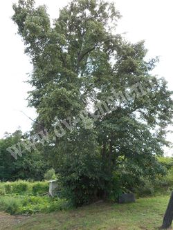 Липа амурская – Tilia amurensis Rupr.