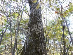 Темно-серая кора липы амурской