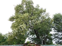 Цветение липы амурской