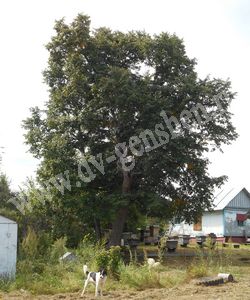 Липа амурская – Tilia amurensis Rupr.