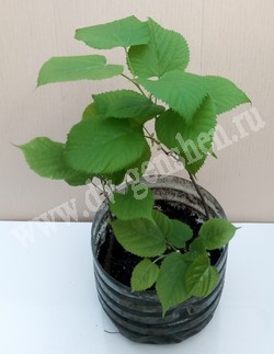 Саженцы липы амурской