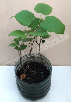 Саженцы липы амурской