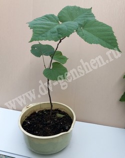 Саженцы липы амурской