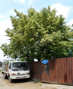 Липа амурская – Tilia amurensis Rupr.