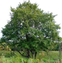 Липа амурская – Tilia amurensis Rupr.