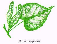 Липа амурская (Tilia amurensis Rupr.)