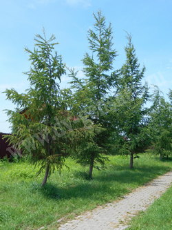 Лиственница даурская — Larix dahurica Turcz.