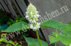 Лофант тибетский (многоколосник морщинистый) – Agastache rugosa (Fisch. & C.A. Mey.) Kuntze