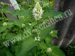 Лофант тибетский (многоколосник морщинистый) – Agastache rugosa (Fisch. & C.A. Mey.) Kuntze