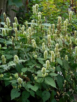 Лофант тибетский (многоколосник морщинистый) – Agastache rugosa (Fisch. & C.A. Mey.) Kuntze