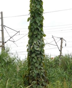 Луносемянник даурский (амурский плющ) – Menispermum Dahuricum DC.