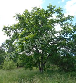 Орех маньчжурский — Juglans mandshurica Maxim.