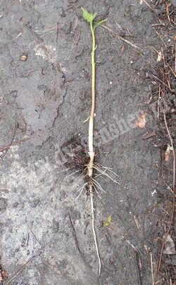 Вырванный сеянец маньчжурского ореха