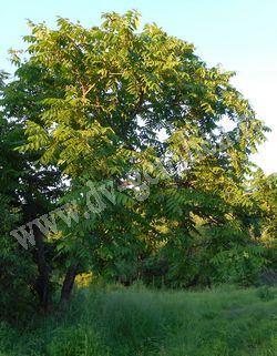 Орех маньчжурский — Juglans mandshurica Maxim.