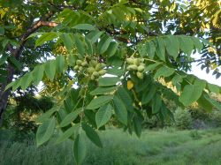 Орех маньчжурский — Juglans mandshurica Maxim.