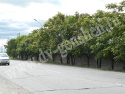 Маньчжурский орех вдоль дороги